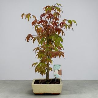 Bonsai Acer rosu