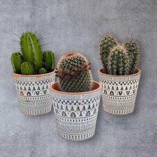 Cactus în vas ceramic Desert Style