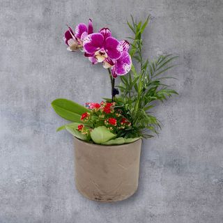 Plante VIP Scoala