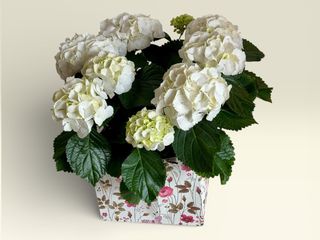 Hortensie Planta Mare