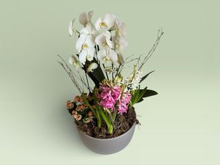 Aranjament Mare cu plante si Orhidee (model aleatoriu)