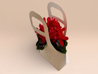 Cyclamen (Culoare aleatorie)