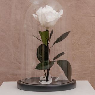 Trandafir alb criogenat in cupoala sticla