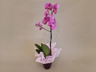 MARTISOR - Orhidee Phalaenopsis Roz Magenta in Vas