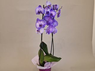 Orhidee Phalaenopsis Albastru Celest  in Vas