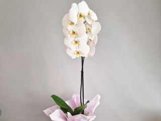 Orhidee Phalaenopsis Alba in Vas