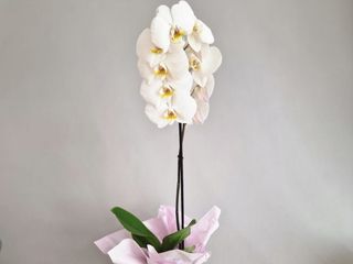 MARTISOR - Orhidee Phalaenopsis Alba in Vas