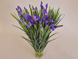 Buchet 25 Iris