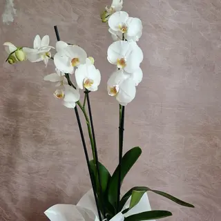 Orhidee Phalaenopsis Alba in Vas