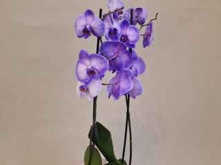MARTISOR - Orhidee Phalaenopsis Albastru Celest in Vas
