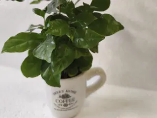 Coffee tree