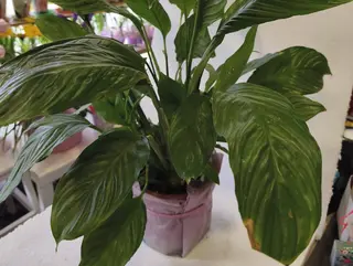 Spathiphyllum