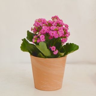 Kalanchoe ghiveci