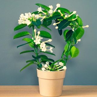 Iasomie de Madagascar- Stephanotis floribunda