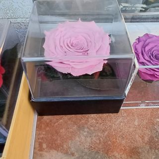 Trandafiri criogenat în cutie