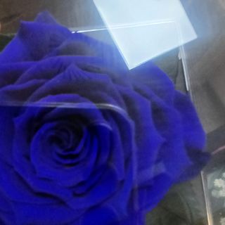 Trandafir Criogenat Albastru în cutie