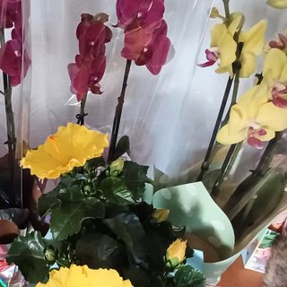 Aranjament orhidee la ghiveci frumos impachetată