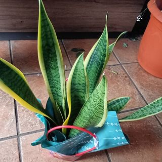 Sanseveria