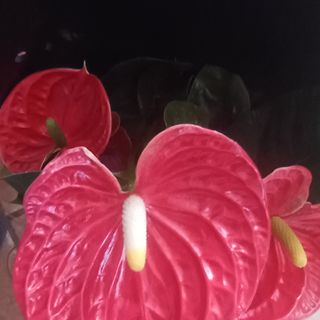 Anthurum ghiveci mare