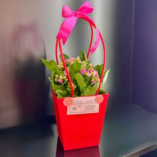 Kalanchoe la ghiveci