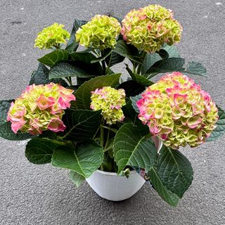 Hortensie în Ghiveci Decorativă