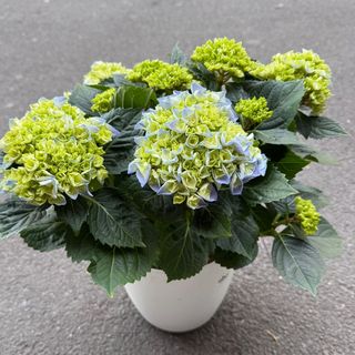 Hortensie la Ghiveci