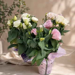 Eustoma