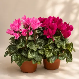 Cyclamen