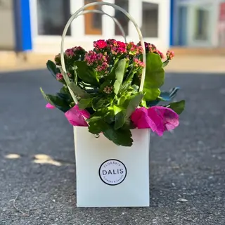 Kalanchoe