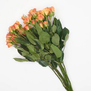 Mini Rosa - Portocaliu