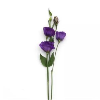 Lisianthus - Mov