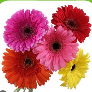 Gerbera - Diverse culori
