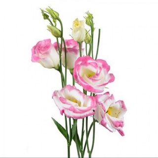 Lisianthus - Roz