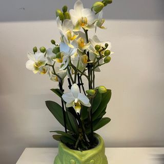 Orhidee alba cu 4 Tije , in vas ceramic