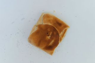 Palacinta pe vatra cu branza si marar