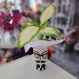 Dieffenbachia Elegant El