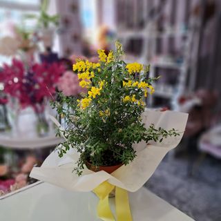 Genista
