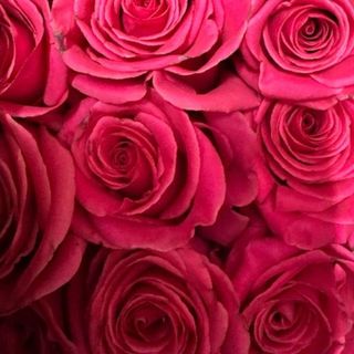 Buchet cu 25 de trandafiri roz intens