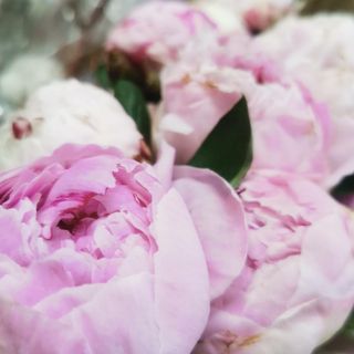 Bujori roz ( 5 fire)