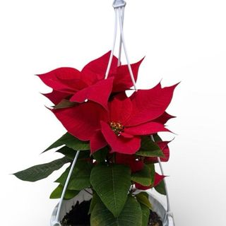 Craciunita cu agatatoare