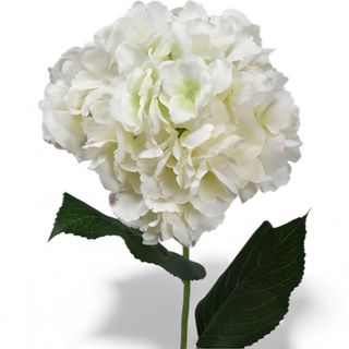 Hortensie alba