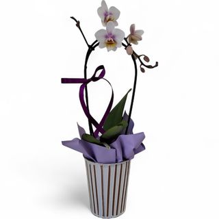 Orhidee in  ghiveci ornamental