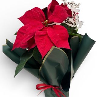 Craciuntă in ghiveci