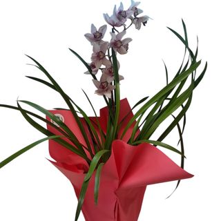 Cymbidium in ghiveci-La multi ani !