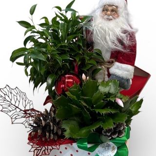 Aranjament cu crăciuniță in ghiveci și accesoriu Mos Craciun