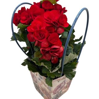 Begonie (rosu) in punga decorativa