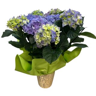 Hortensie albastra in vas ceramic