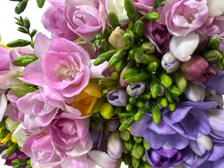 Frezii mix de culoare -15 fire