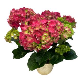 Hortensie lila (ghiveci)