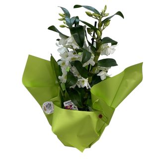 Orhidee dendrobium alba